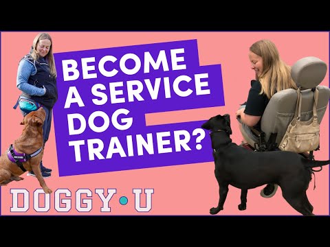 video-linktoworks-Is Becoming a Service Dog Trainer Right for You?