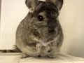 Chinchilla