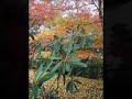 「紅葉（もみじ）」田山雅充さん