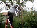 Stringing Up Tomatoes in the Garden
