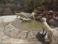 Todos los perros quieren vivir en La Solana