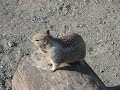 Squirl 2
