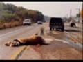 Stop horse slaughter