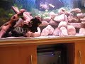 Aquarium 300 Litres - Cichlides africains - Malawi