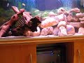 Aquarium 300 Litres - Cichlides africains - Malawi Aquarium 300 Litres - Cichlides africains - Malawi
