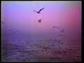 argo - iveria
