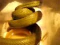 la vibora comiendo