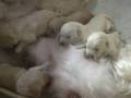 RTL and her labradoodle puppies at day 12