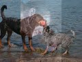 Korad Strandsmedjans Asta, In Memoriam