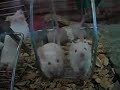 Mouse wheel Mouse wheel