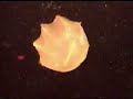 Beroe Ctenophore Beroe Ctenophore