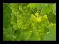Greenbox Eco Eye Video. Ecotourism in Ireland.