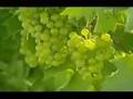 Greenbox Eco Eye Video. Ecotourism in Ireland.