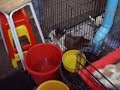 Bangkok, animali in vendita al mercato di Chatuchak (1) - settembre 2008