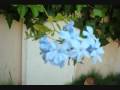 videos de casa de oraçao cristina mel