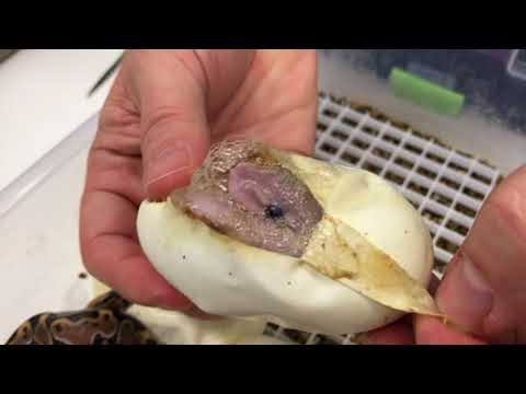 YouTube reptile video