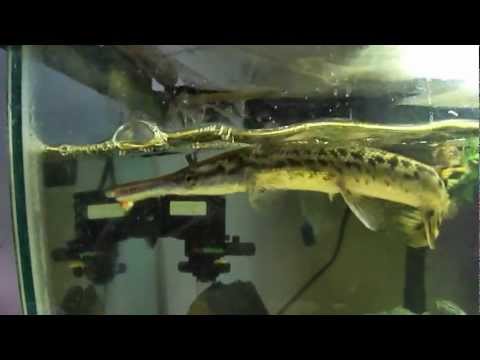how to care alligator gar