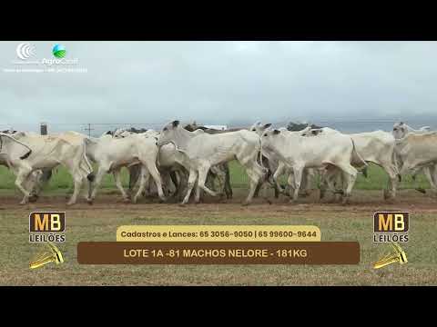 551� LEIL�O VIRTUAL MB LEIL�ES