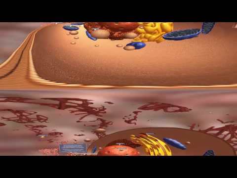 CHE 360 Video - Fibroblast 3D - Part 1 - YouTube