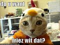 Really Funny Cats Really Funny Cats