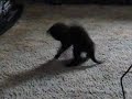 Caboose and his Mouse