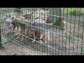 Wolfcenter Dörverden