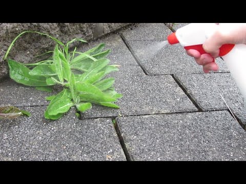 Unkrautvernichter mit Hausmittel selber machen