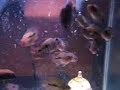 18 BABY PARROT FISH GET FED 18 BABY PARROT FISH GET FED