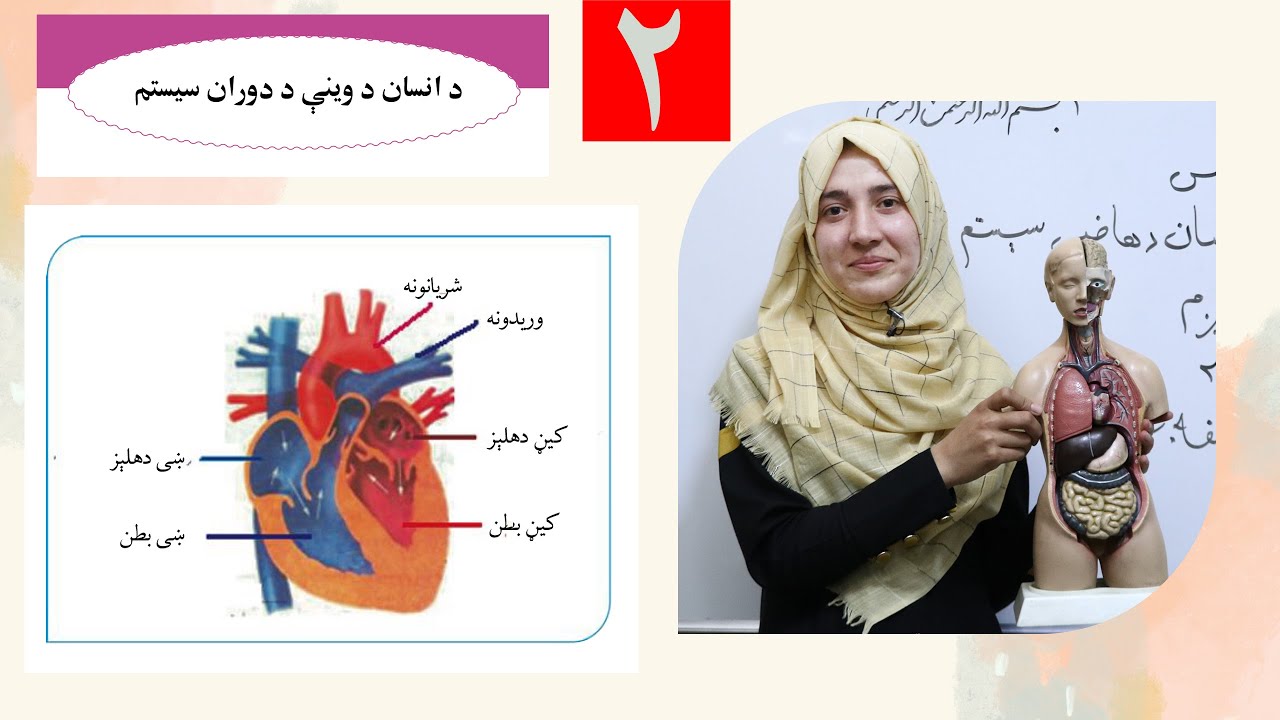 Class 6 - Science | Human blood Circulatory System  - Lesson 2 | د انسان د وینې د دوران سیستم ,