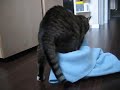 Meow in action