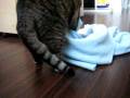 Meow in action