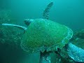Green turtle Byron Bay Oct 09