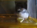 Hamster Husky 2