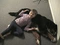 Bernese Mountain Dog playing with 4 year old Danny