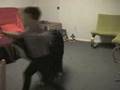 Boyero de Berna video