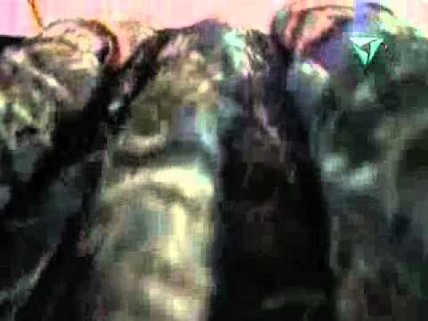 YouTube Трейлер