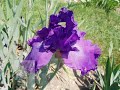 Sidney Bechet Petite Fleur