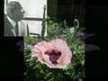 Sidney Bechet Petite Fleur