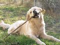 Retrievers