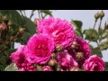 Rosengarten Haigerloch