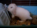 rabbit