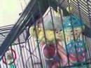 Baby Parakeets Baby Parakeets