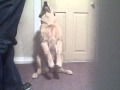 Scout 6 thru 7 months