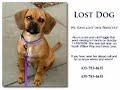 Finding Abu, Missing Dog Alert, please call 702-371-8393