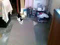 My cat chasing the light reflection off the microwave door!