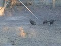 Bowhunting Javelina & Turkey