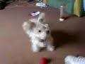 Dog suddenly goes berserk