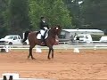 Vicki Kelley and Rondo Veneziano debut at Intermediate 1 at Dressage In the Sandhills in Pinehurst, North Carolina May 2007.  They scored 61%.  Vicki and Antares Dressage imported Rondo from Germany in 2003.  Rondo was shown 3rd level in Germany be an amateur.