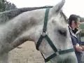 My horse Skylah with Tommy and Izzy!