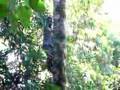 videos de Kokosnoot plukker